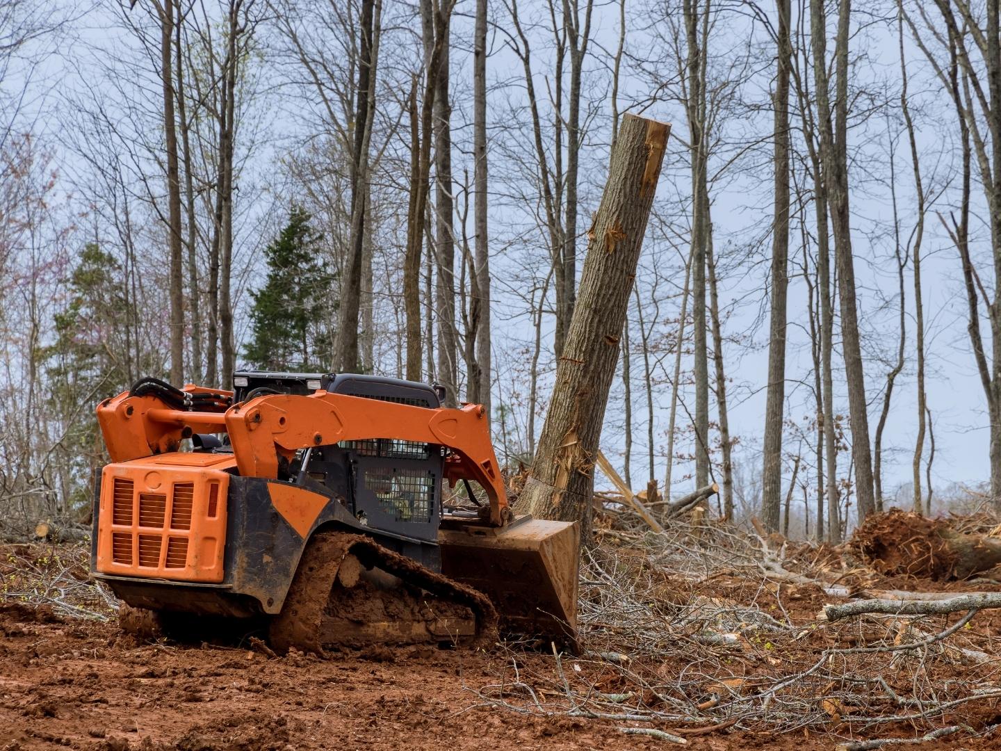 Queens-Land-Clearing