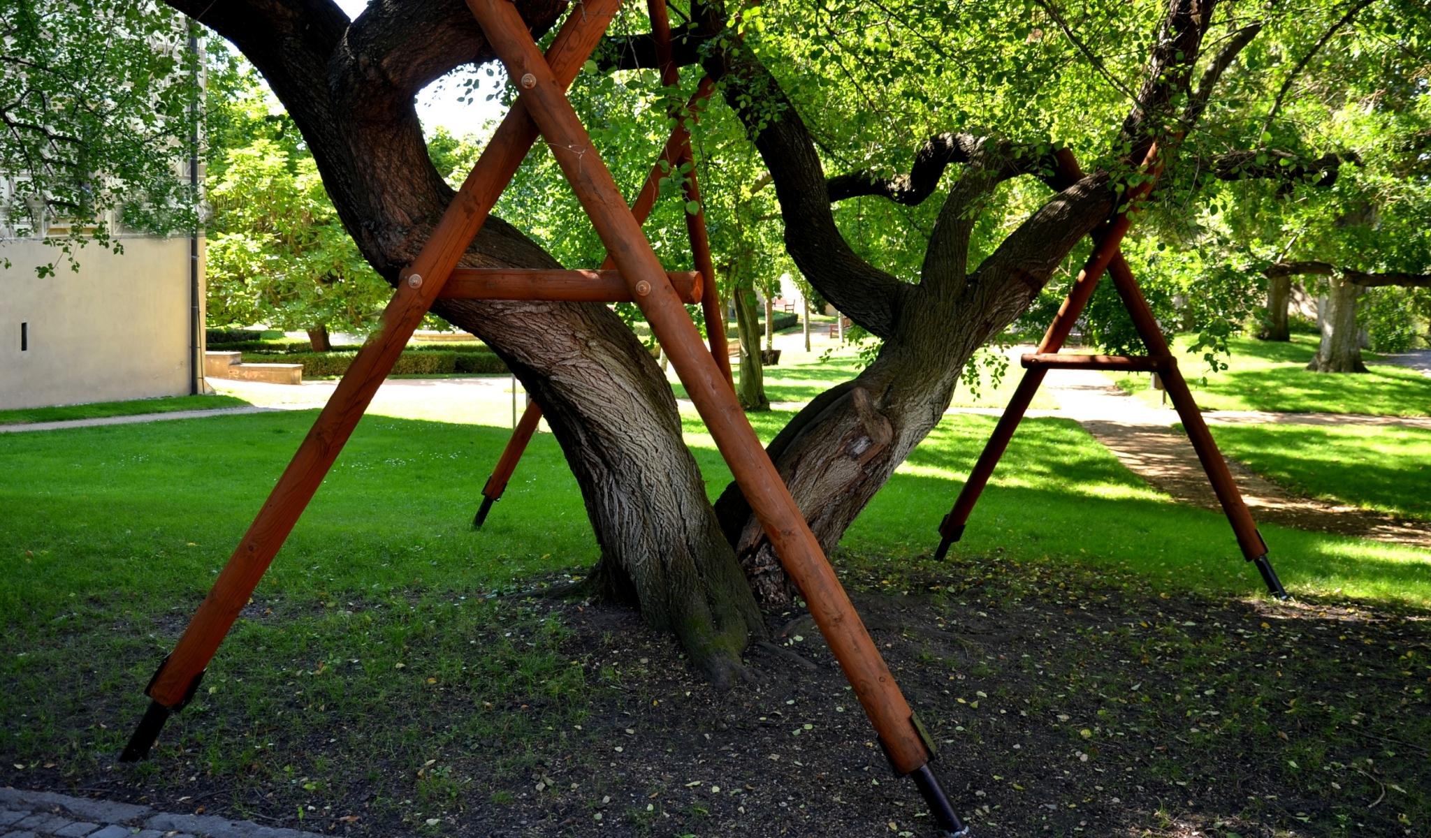 Tree-Bracing